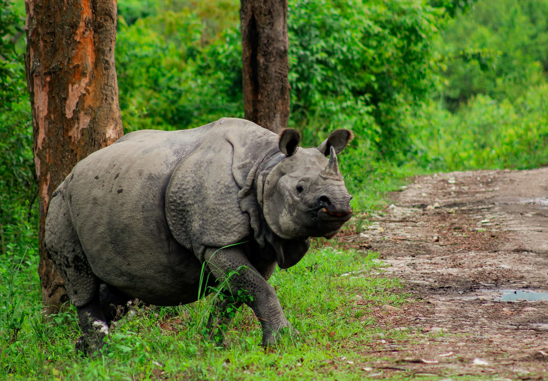 Assam — Kaziranga — Land of the Rhino