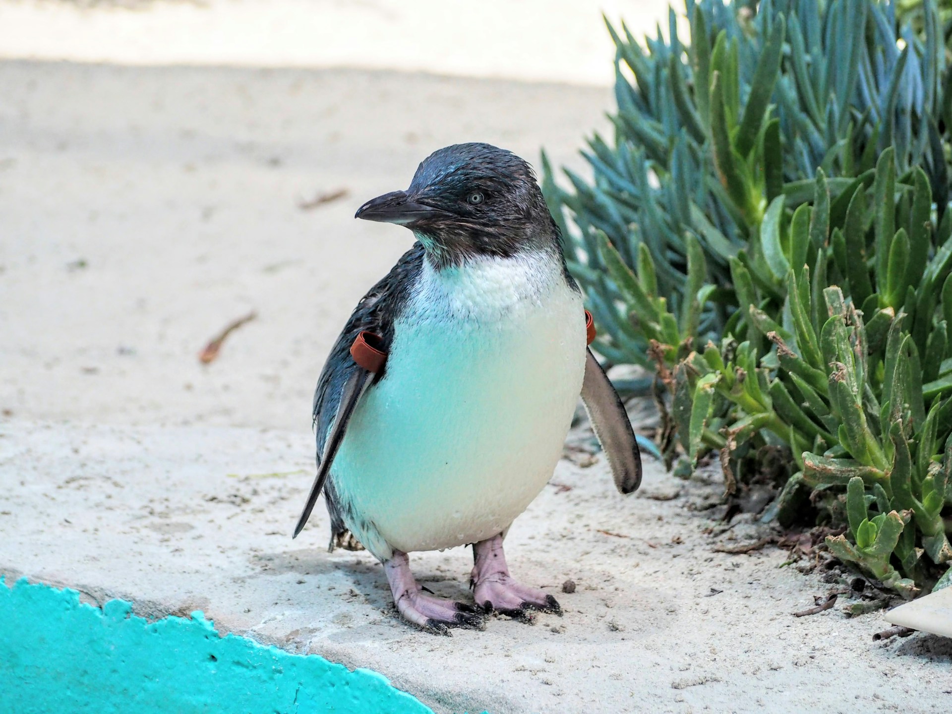 Australia travel inspiration