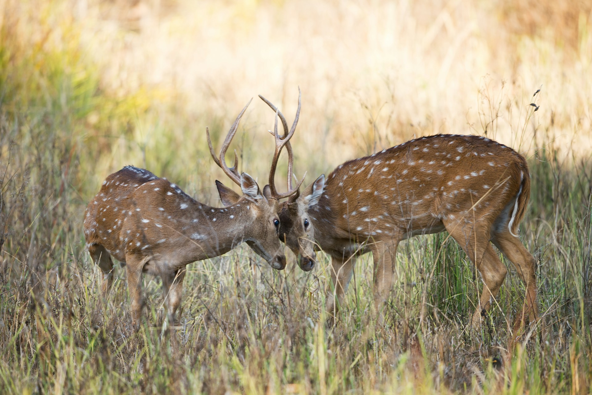 Madhya Pradesh travel inspiration