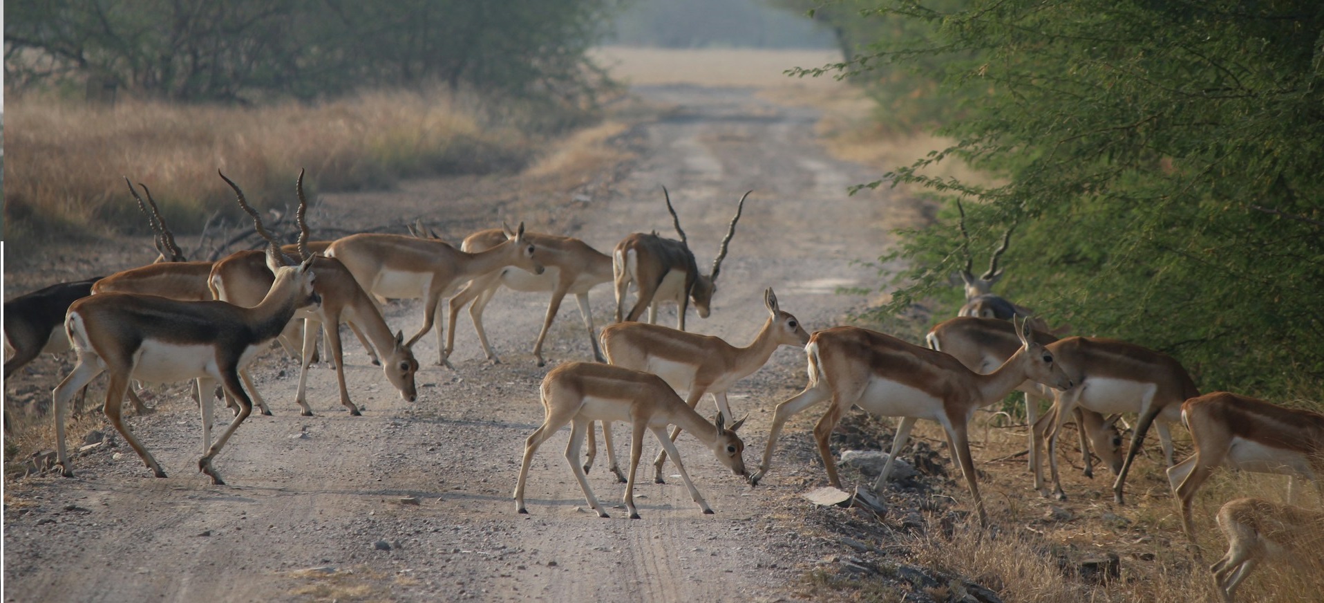 Wildlife & Safari